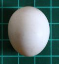 Senegal parrot egg (on 1cm grid)