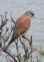 Common Kestrel