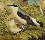 Northern Wheatear