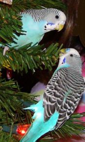 Adult females (left above) have pink to brown ceres while adult males (right above) have blue ceres.