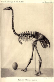 The skeleton of an extinct elephant bird