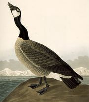 Branta canadensis, by John James Audubon