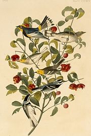 Audubon's Dendroica