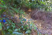 A Male Bowerbirds nest.