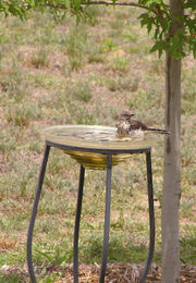 Photo of a mockingbird taking a bath in a glass bowl bird bath.  The bottom of the bowl is partially filled with smooth pebbles in order to make it shallow enough for the birds.