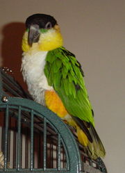 A mature female Black-headed Caique in captivity.  Photo: Amy Shears, 27 July 2005.  Public Domain.