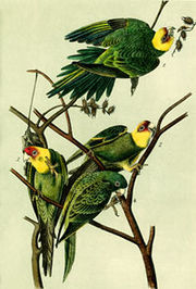 Extinct Carolina parakeet