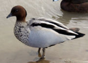 The Australian Wood Duck