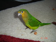 a rare St. Thomas Conure