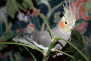 A Cockatiel