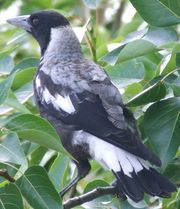 Immature white-backed female, with dark eyes,  in Dromana, Victoria