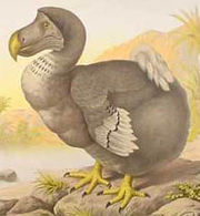  A drawing of a dodo from c. 1880, which belonged to the Raphidae family.