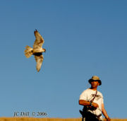 Flying a Saker Falcon