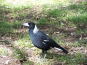 Western Magpie female