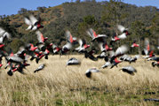 A flock of Galahs