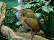 Giant Wood Rail