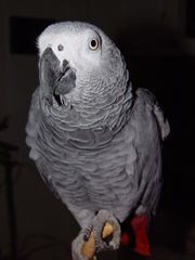 Congo African Grey Parrot