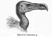 Head of Slender-billed Vulture