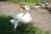 Pekin Duck