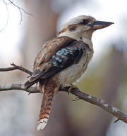 A Kookaburra