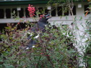 Pied Currawong and berries of introduced plant in Lindfield, New South Wales.