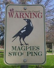 Warning sign about magpie swooping