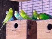 Budgerigars in an aviary