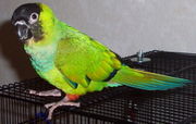 Nanday Conure