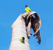 Pair of wild Nanday Conures