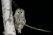 A Barred Owl, Strix varia.