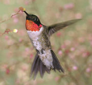 The Ruby-throated Hummingbird can beat its wings 52 times a second.