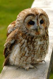 A Tawny Owl, Strix aluco.