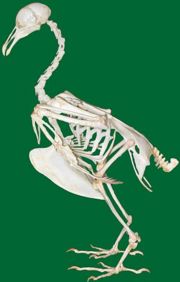 The skeleton of a dove.