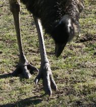 Emus have only three toes; this adaptation for running is seen in other bird species, such as bustards and quails. The Ostrich has only two toes.