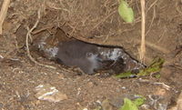 Audubon's Shearwater chick