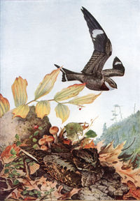 Common Nighthawk, Chordeiles minor, and Whip-poor-will, Caprimulgus vociferus