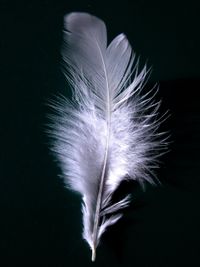 A white feather