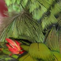 Extreme closeup of the feathers of a baby Yellow-headed Parrot.