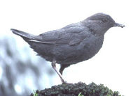 American Dipper