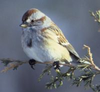 American Tree Sparrow, Spizella arborea