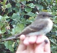 Eastern Phoebe, Sayornis phoebe