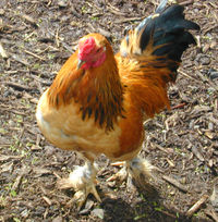 A Bantam rooster