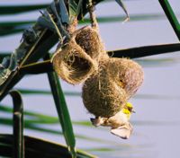 Weaver bird hanging down its nest at Kotaballappalli, Karnataka, India.