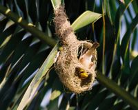 Weaver bird weaving a nest at Kotaballappalli, Karnataka, India.