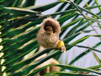 Weaver bird nest at Kotaballappalli, Karnataka, India.