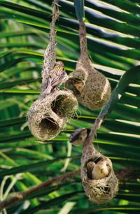 Weaver birds and a bunch of nests at Kotaballappalli, Karnataka, India.