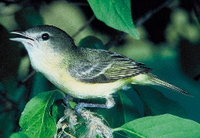 Bell's Vireo