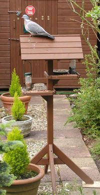 A bird table, with a Wood Pigeon on the roof, in an English garden. The table provides water, peanuts, sunflower seeds, and a seed mix