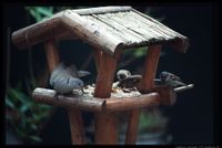 Bird table in Blokker, The Netherlands