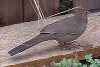 California Towhee Pipilo crissalis in a garden